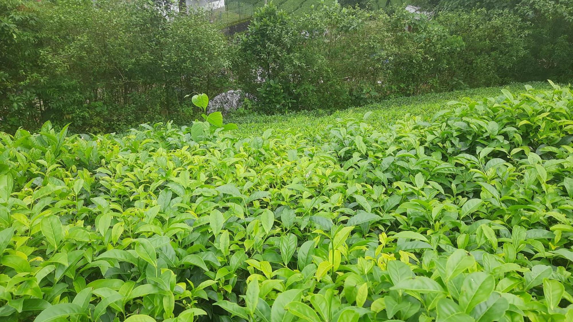 Paradise Meadows Vagamon Ngoại thất bức ảnh